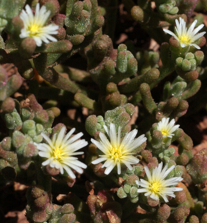 Flore de la Corse