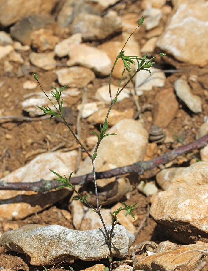 Flore de la Corse