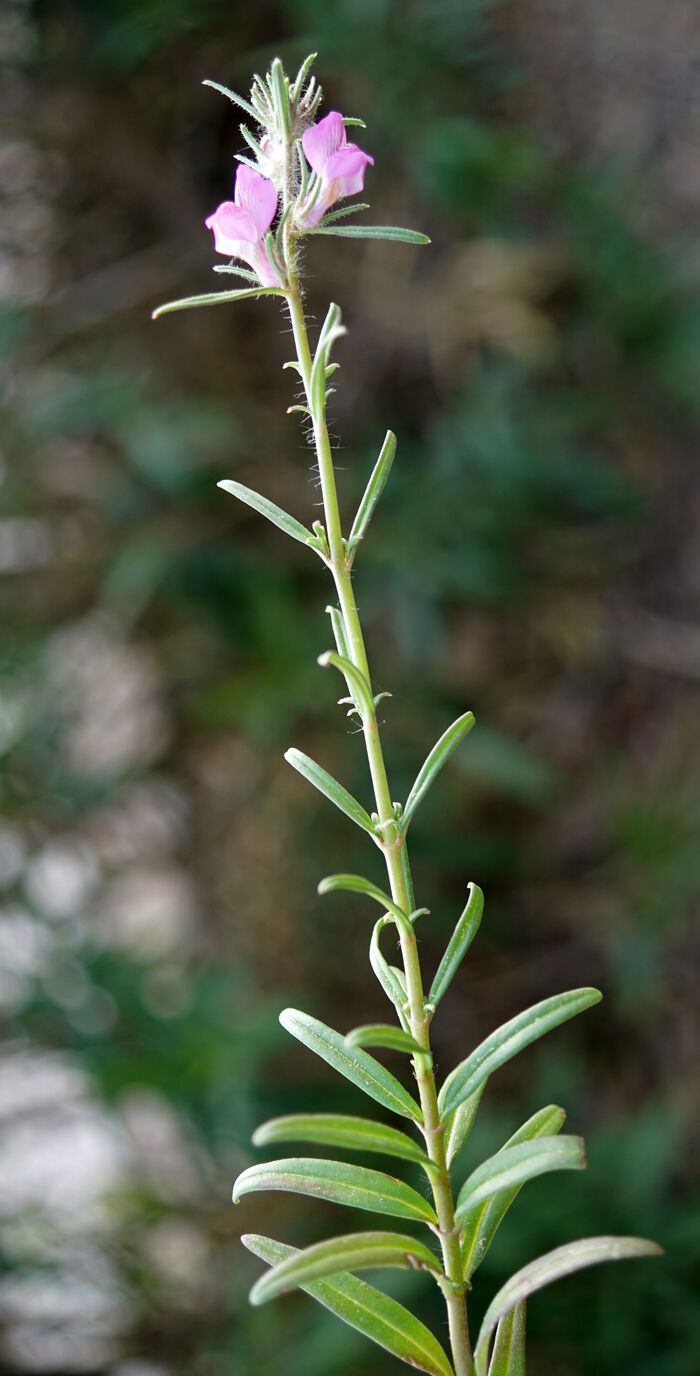 Flore de la Corse