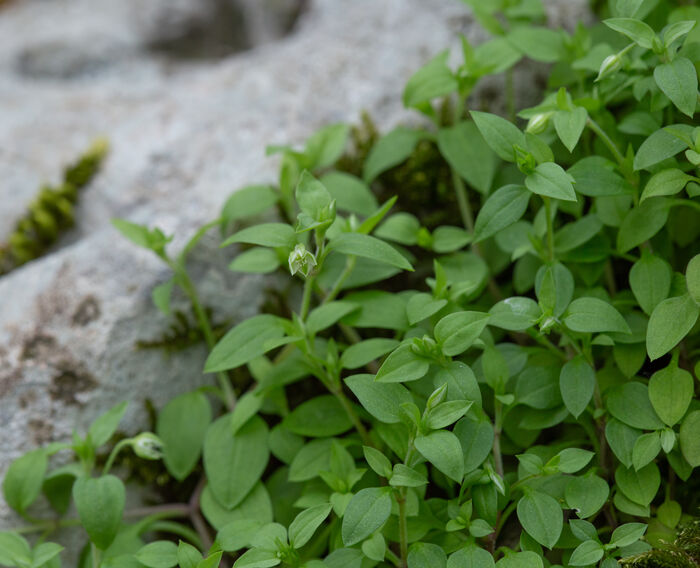 Flore de la Corse