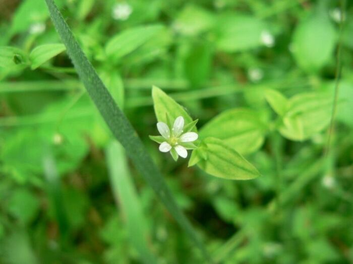 Flore de la Corse