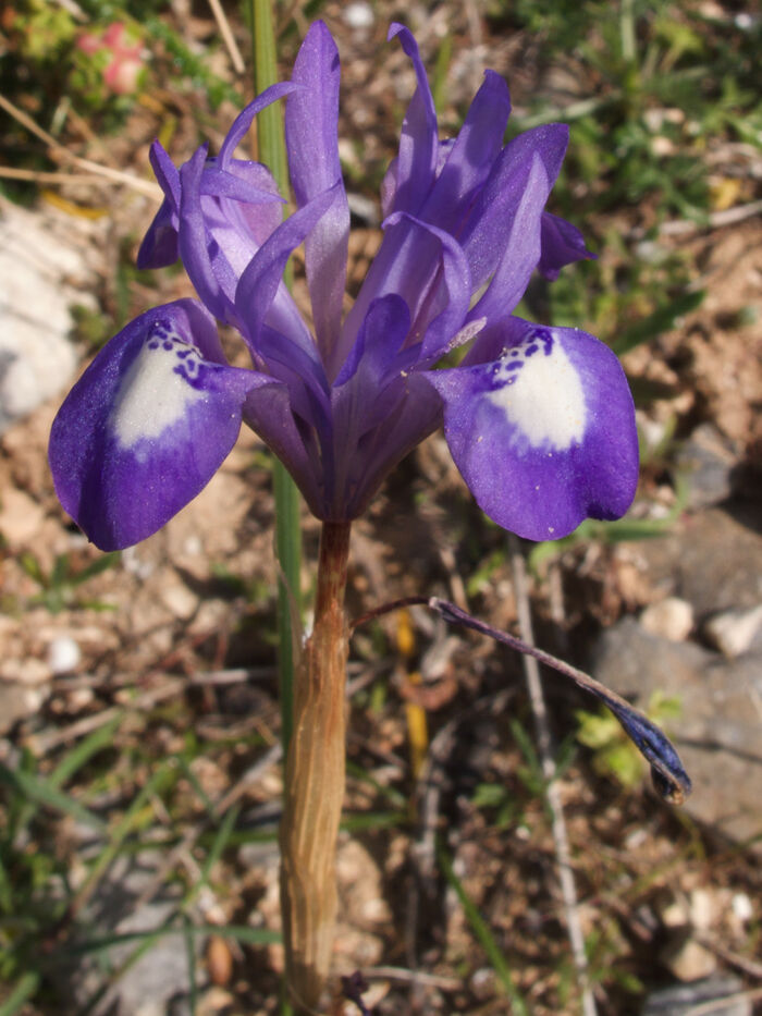 Flore de la Corse