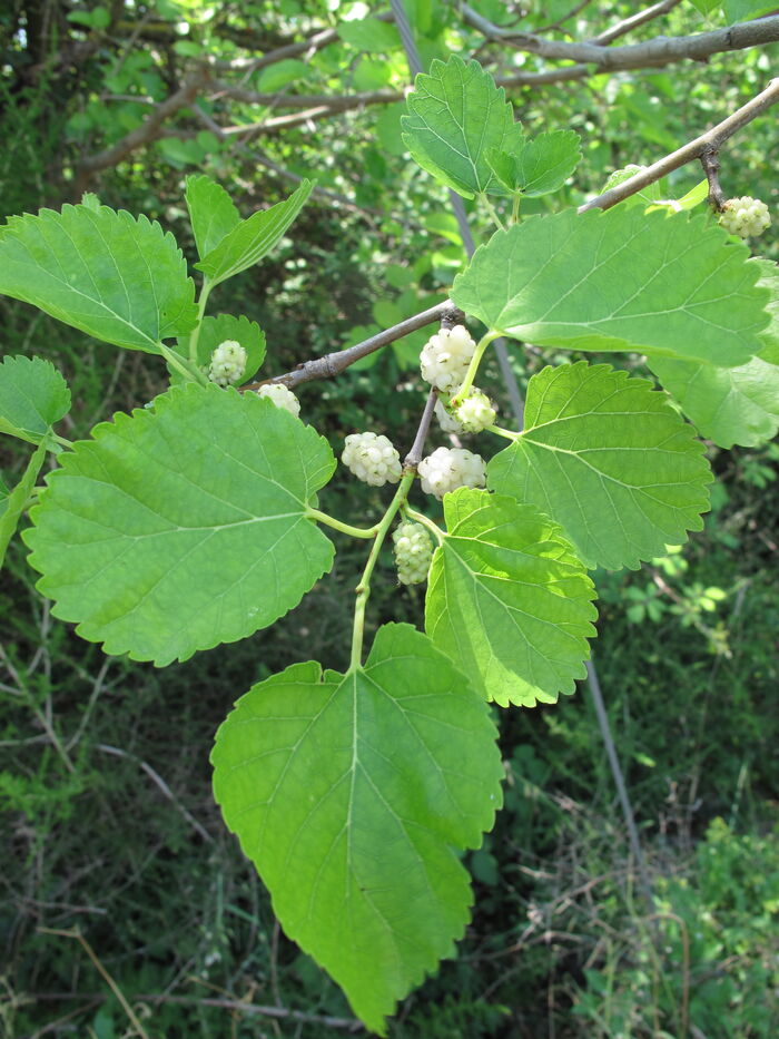 Flore de la Corse