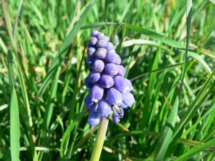 Flore de la Corse