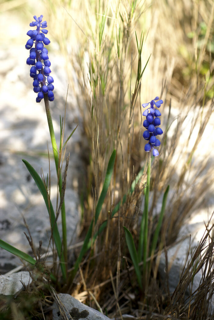 Flore de la Corse