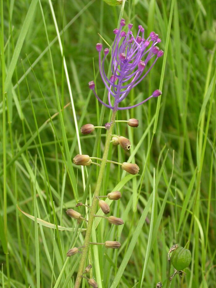 Flore de la Corse