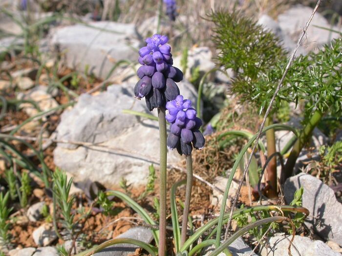 Flore de la Corse