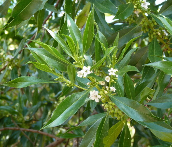 Flore de la Corse