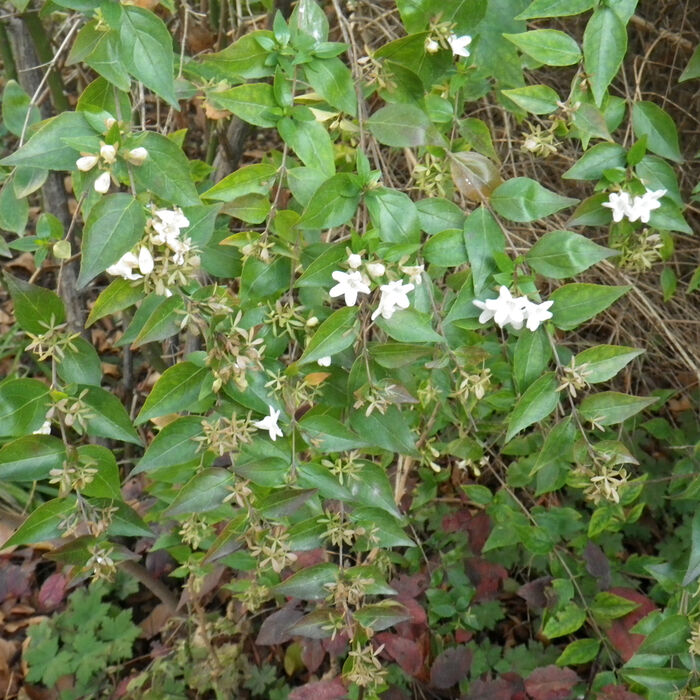 Flore de la Corse