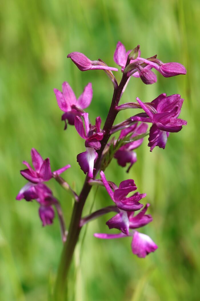 Flore de la Corse