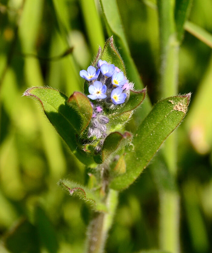 Flore de la Corse