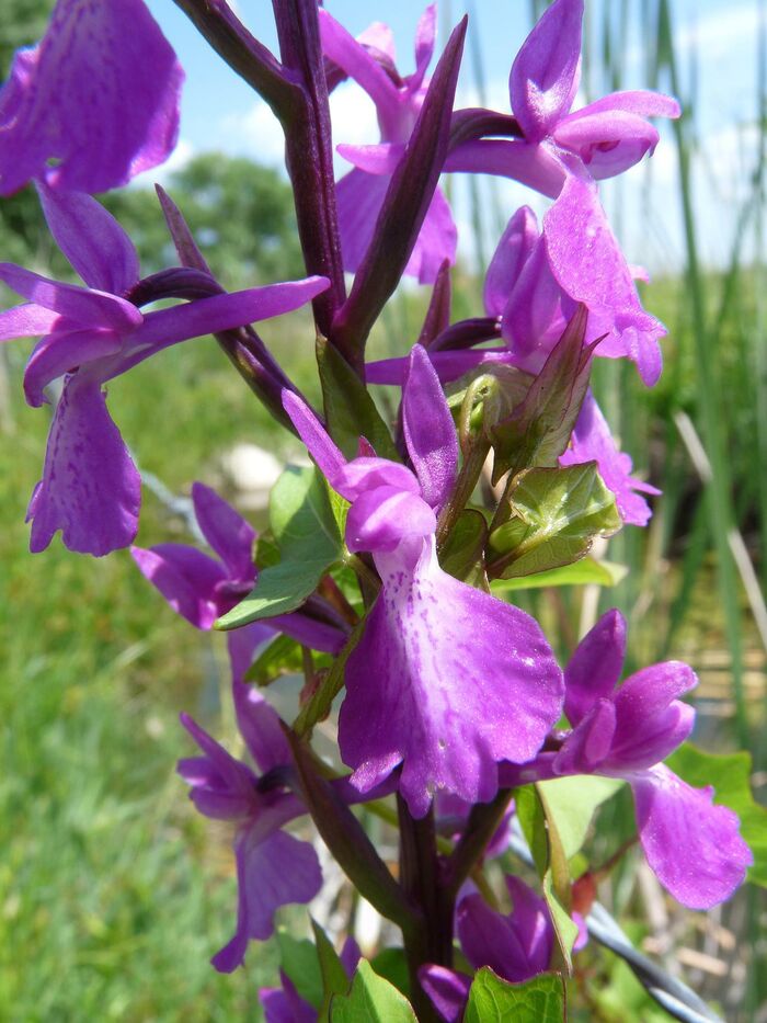 Flore de la Corse