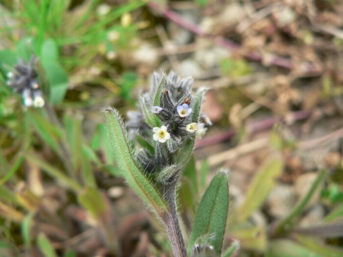 Flore de la Corse