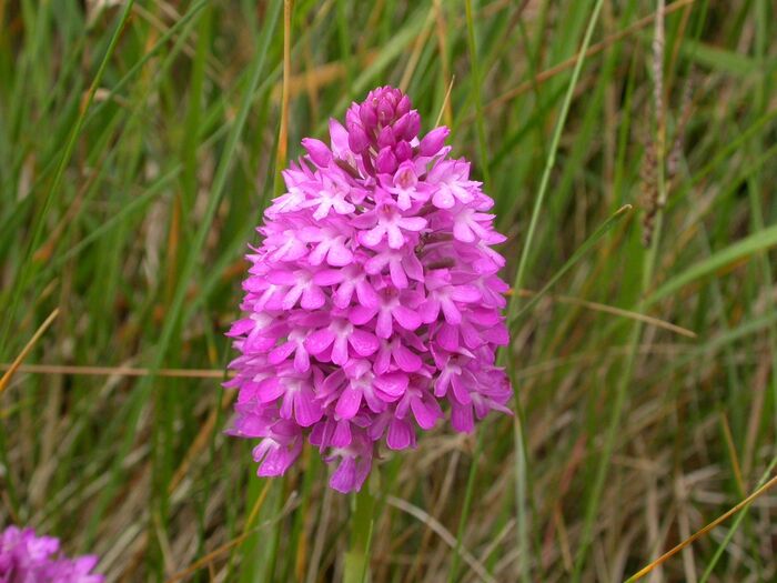 Flore de la Corse