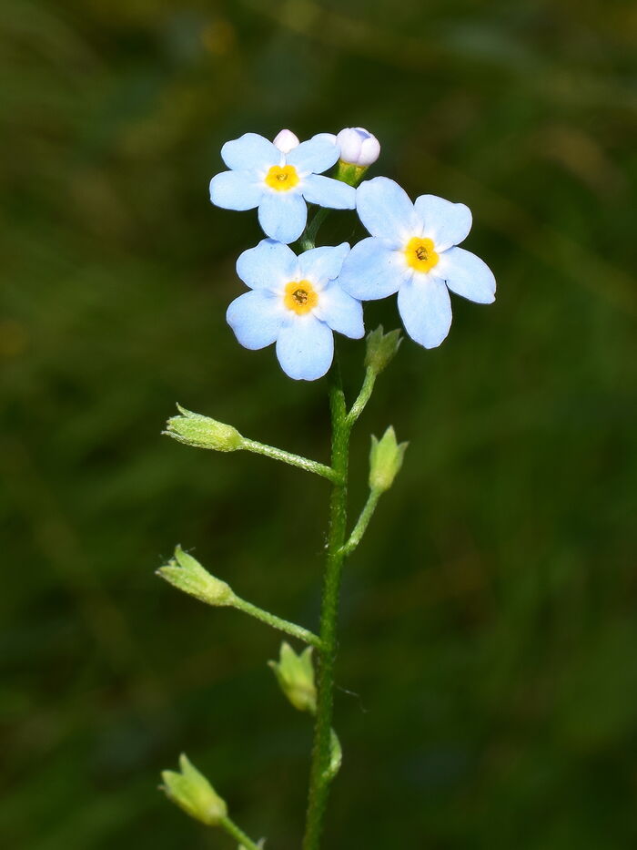 Flore de la Corse