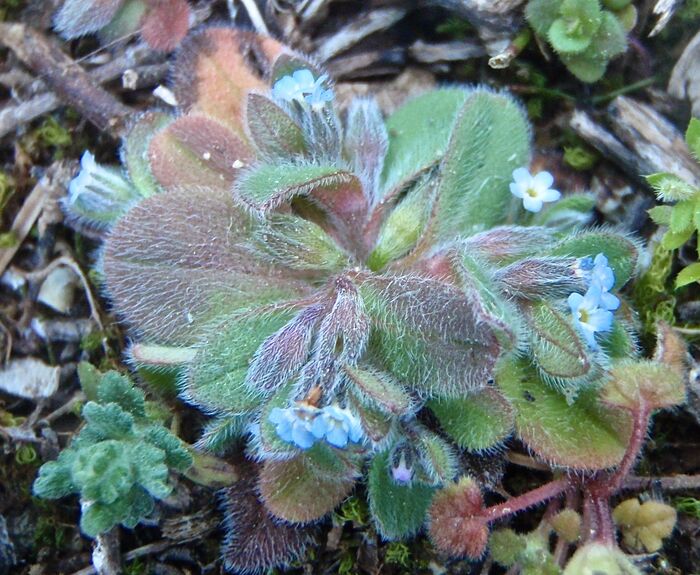 Flore de la Corse