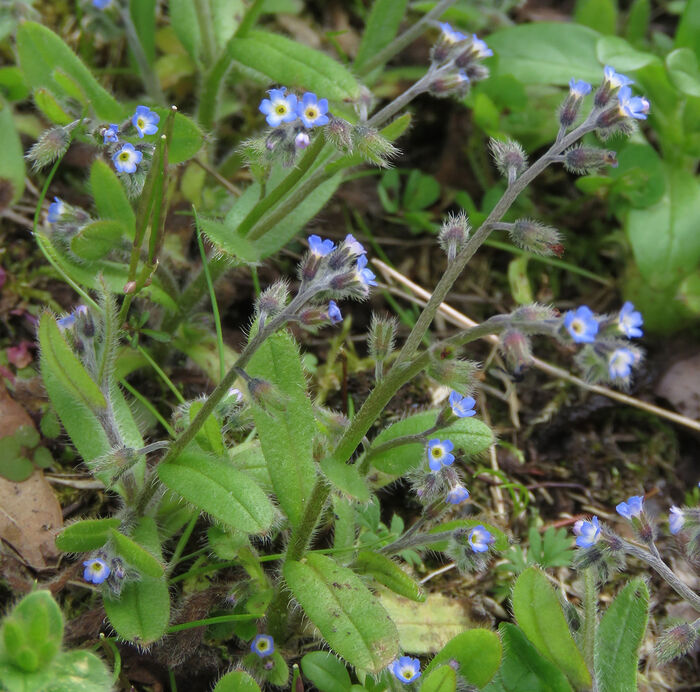 Flore de la Corse