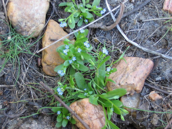 Flore de la Corse