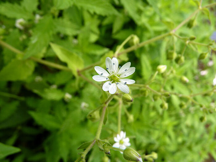 Flore de la Corse