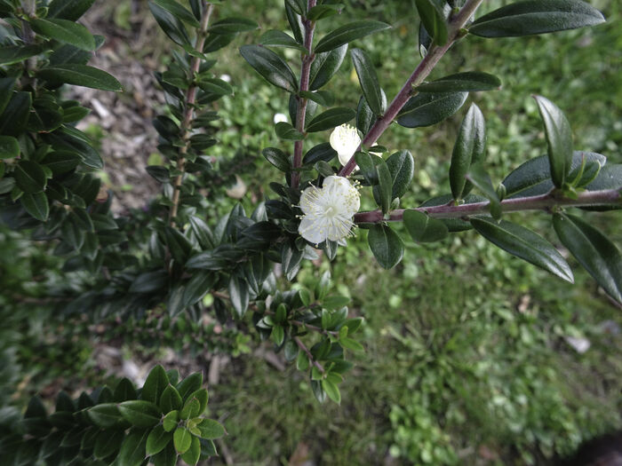 Flore de la Corse