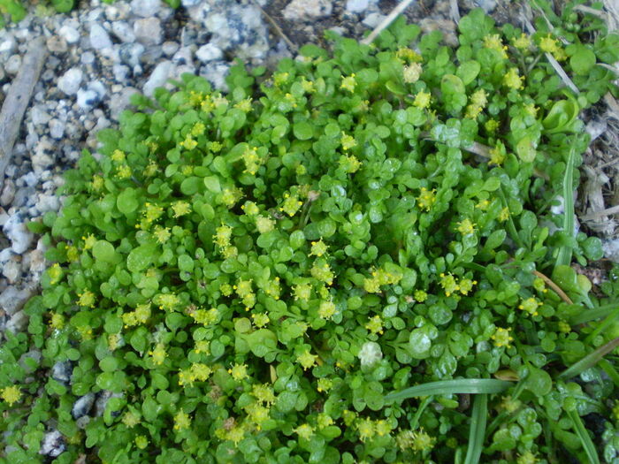 Flore de la Corse