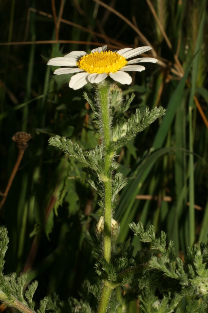 Flore de la Corse