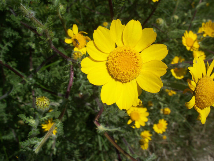 Flore de la Corse