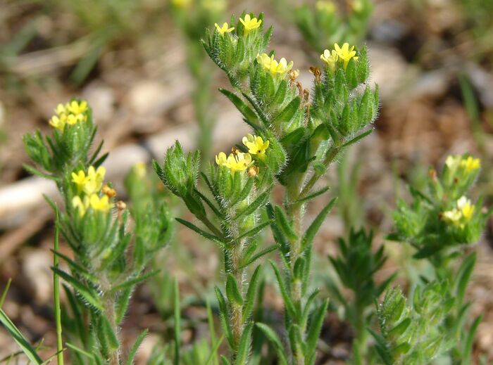 Flore de la Corse