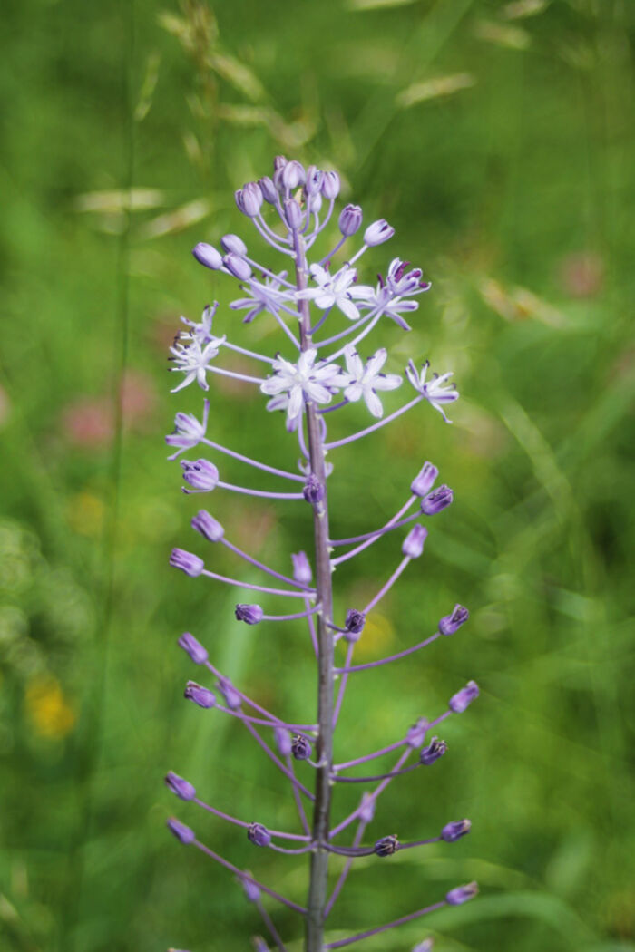 Flore de la Corse