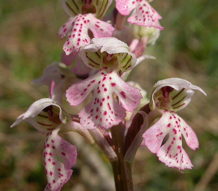 Flore de la Corse