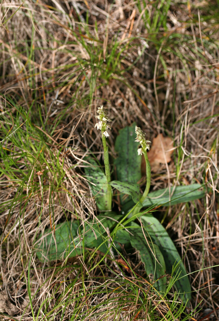 Flore de la Corse