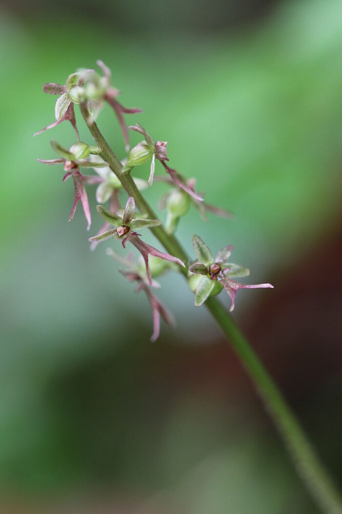 Flore de la Corse