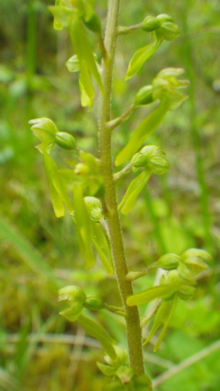 Flore de la Corse