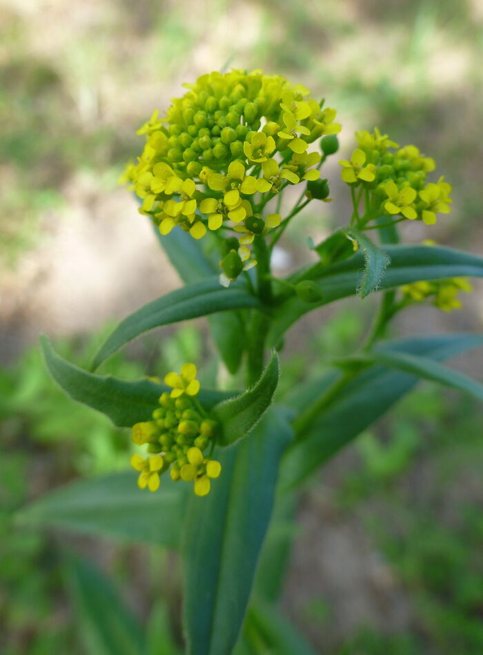 Flore de la Corse