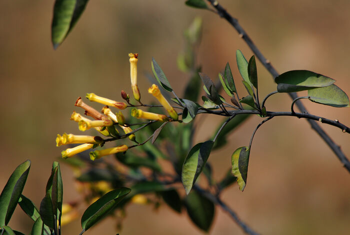 Flore de la Corse