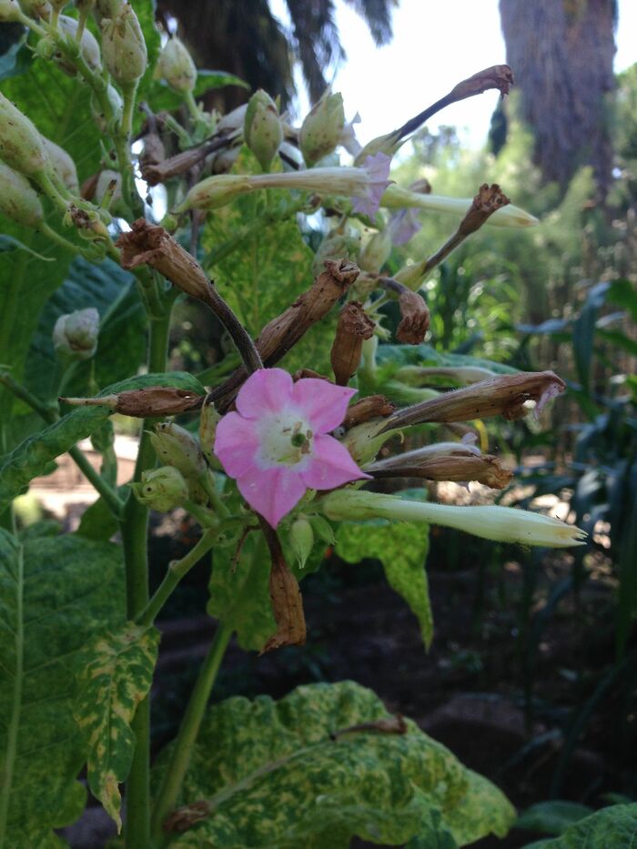 Flore de la Corse