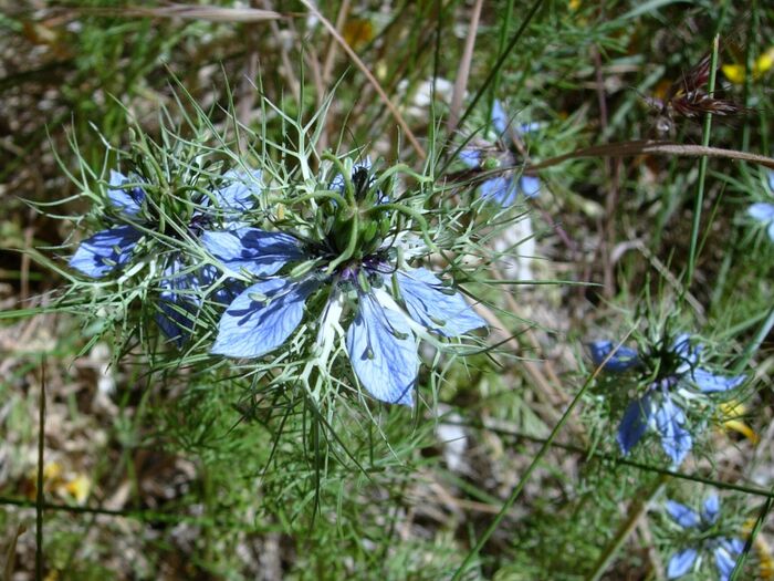 Flore de la Corse