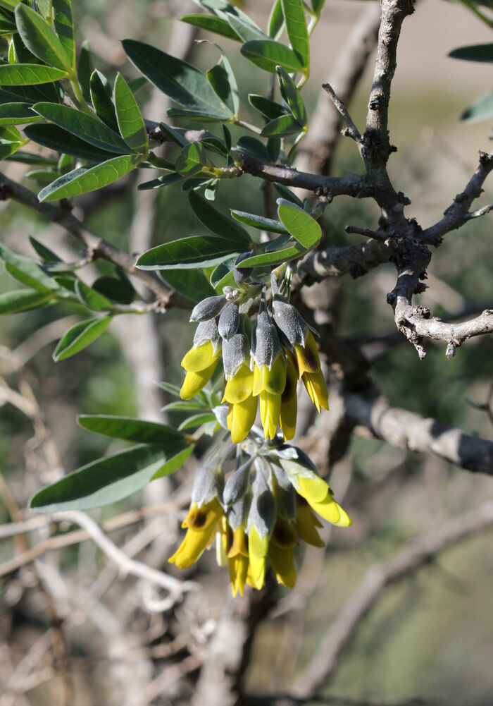 Flore de la Corse