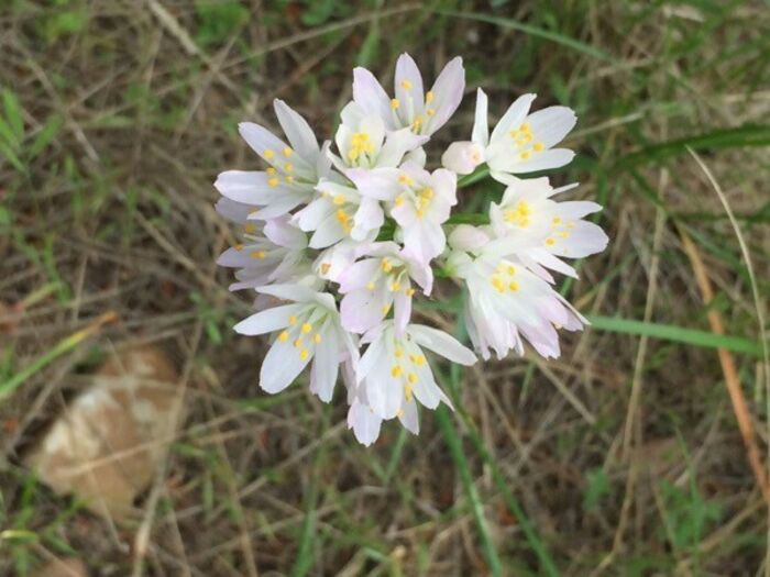 Flore de la Corse