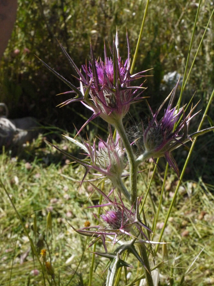 Flore de la Corse