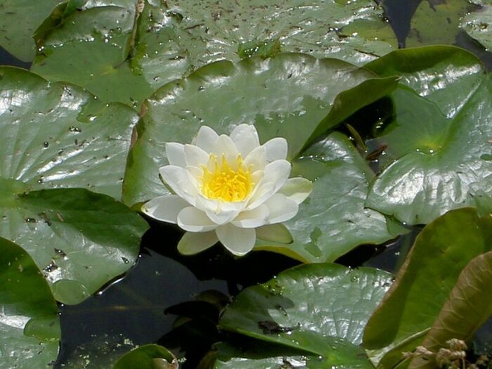 Flore de la Corse