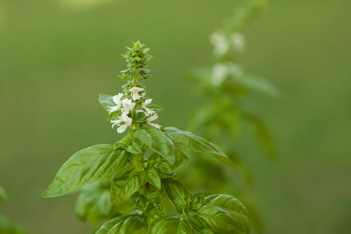 Flore de la Corse