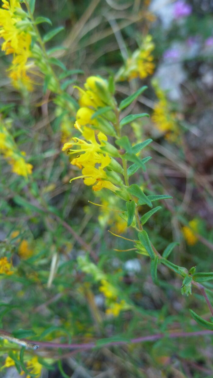 Flore de la Corse