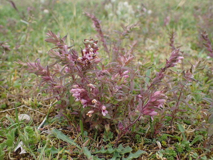 Flore de la Corse