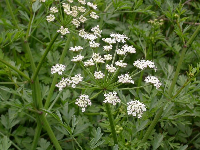 Flore de la Corse