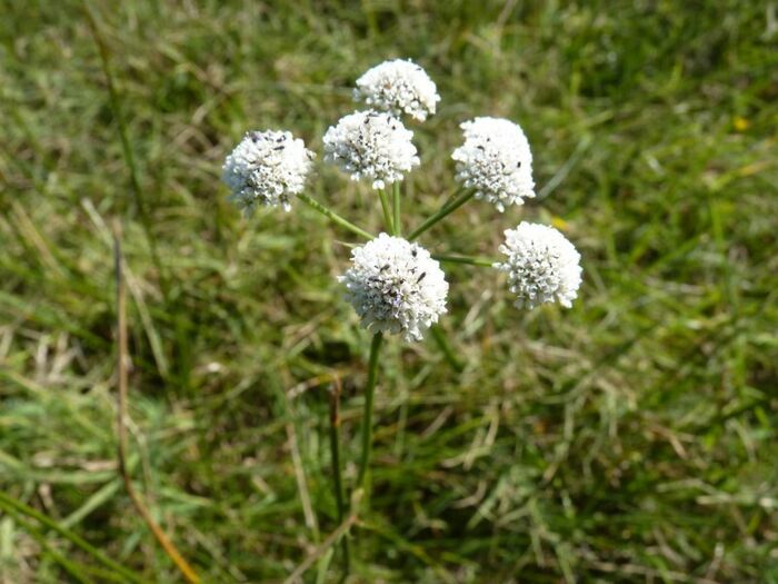 Flore de la Corse