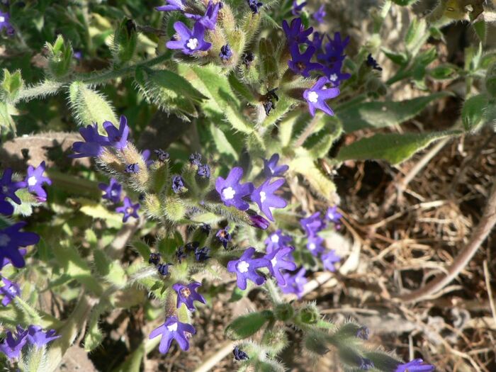 Flore de la Corse