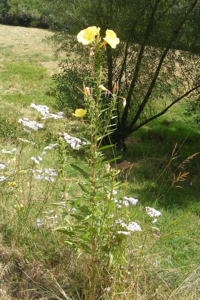 Flore de la Corse