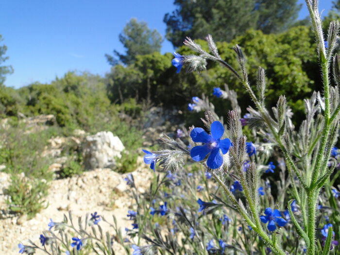 Flore de la Corse