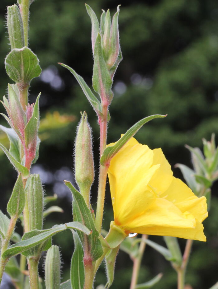 Flore de la Corse